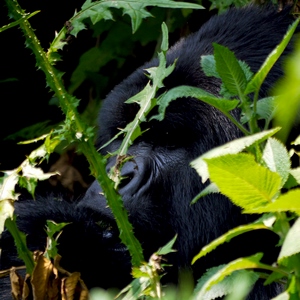 Gorille dans la brousse - Rwanda  - collection de photos clin d'oeil, catégorie animaux